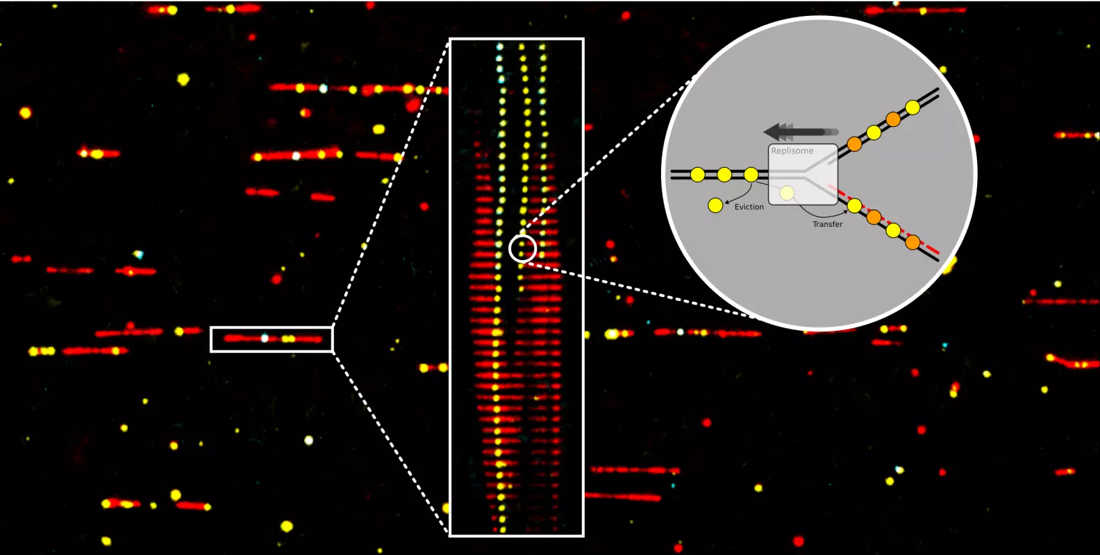 Banner diagram showing TIRF imaging, kymograph and replication fork