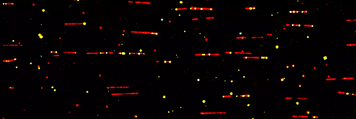 3-colour TIRF Chromatin replication frame