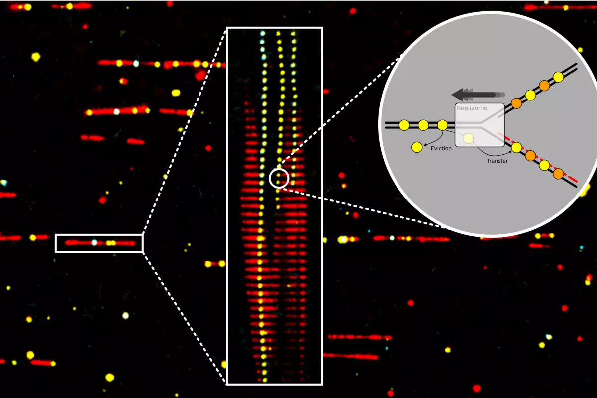 Banner diagram showing TIRF imaging, kymograph and replication fork